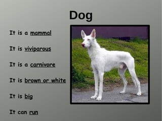 Dog
It is a mammal
It is viviparous
It is a carnivore
It is brown or white
It is big
It can run
 