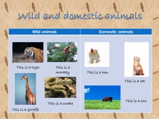 Wild animals Domestic animals 
This is a tiger This is a 
monkey 
This is a snake 
This is a giraffe 
This is a hen 
This is a cat 
This is a cow 
 