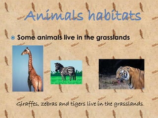 Some animals live in the grasslands 
Giraffes, zebras and tigers live in the grasslands. 
 