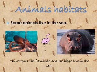  Some animals live in the sea. 
The octopus, the flamingo and the hippo live in the 
sea. 
 