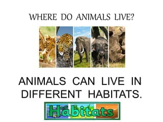 WHERE DO ANIMALS LIVE?
ANIMALS CAN LIVE IN
DIFFERENT HABITATS.
 