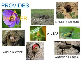PROVIDES
A
SHELTER A HOLE IN THE GROUND
A HOLE IN A TREE
A STONE OR A ROCK
A LEAF