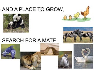 AND A PLACE TO GROW,
SEARCH FOR A MATE,