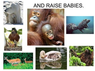 AND RAISE BABIES.