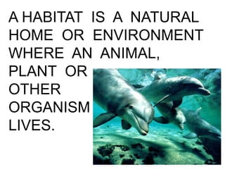 A HABITAT IS A NATURAL
HOME OR ENVIRONMENT
WHERE AN ANIMAL,
PLANT OR
OTHER
ORGANISM
LIVES.
