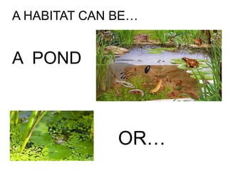 A HABITAT CAN BE…
A POND
OR…