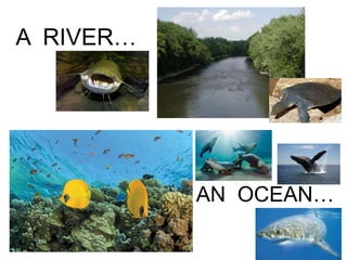 A RIVER…
AN OCEAN…