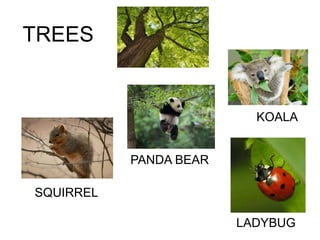 TREES
SQUIRREL
PANDA BEAR
KOALA
LADYBUG