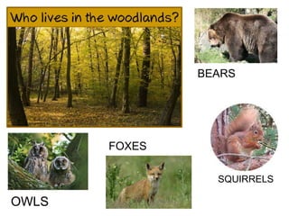FOXES
BEARS
OWLS
SQUIRRELS