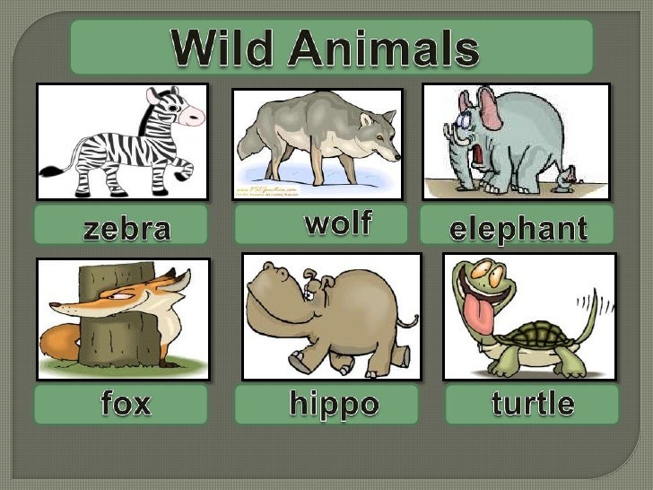 план урока животные. дикие и домашние животные. основные способы передвижения человека. Wild animals на английском. дикие и домашние животные презентация.