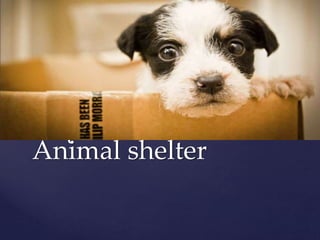 {
Animal shelter
 