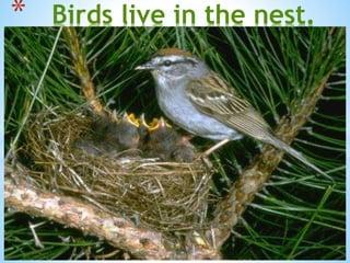 * Birds live in the nest.
 