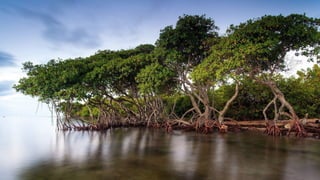 Protecting Swmps Comprehensive Strategies for Protecting and Conserving Tropical ...