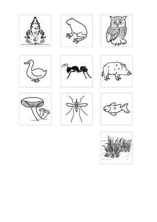 Animals i ecosistemes