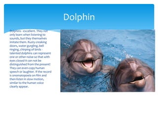 Dolphin
Dolphins - excellent. They not
only learn when listening to
sounds, but they themselves
imitate them. Rusty creaking
doors, water gurgling, bell
ringing, chirping of birds talented dolphins can represent
one or other noise so that with
eyes closed it can not be
distinguished from the present!
They can even copy human
speech or laughter. If the record
is onomatopoeia on film and
then listen in slow motion,
similar to the human voice
clearly appear.

 