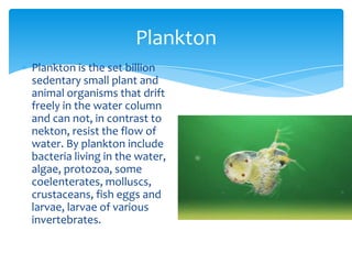 Plankton
Plankton is the set billion
sedentary small plant and
animal organisms that drift
freely in the water column
and can not, in contrast to
nekton, resist the flow of
water. By plankton include
bacteria living in the water,
algae, protozoa, some
coelenterates, molluscs,
crustaceans, fish eggs and
larvae, larvae of various
invertebrates.

 