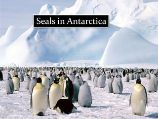 Animals in Antarctica Seals in Antarctica 