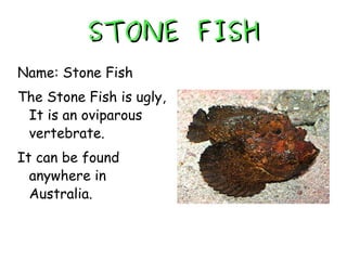 STONE FISH Name: Stone Fish The Stone Fish is ugly, It is an oviparous vertebrate. It can be found anywhere in Australia. 