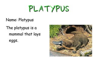 PLATYPUS Name: Platypus The platypus is a mammal that lays eggs. 