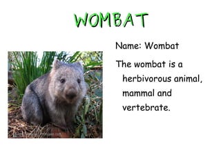 WOMBAT Name: Wombat The wombat is a herbivorous animal, mammal and vertebrate. 