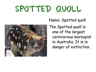 SPOTTED QUOLL Name: Spotted quoll The Spotted quoll is one of the largest carnivorous marsupial in Australia. It is in danger of extinction. 