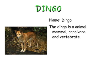 DINGO Name: Dingo The dingo is a animal mammal, carnivore and vertebrate. 
