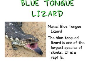 BLUE TONGUE LIZARD Name: Blue Tongue Lizard The blue-tongued lizard is one of the largest species of skinks.  It is a reptile . 