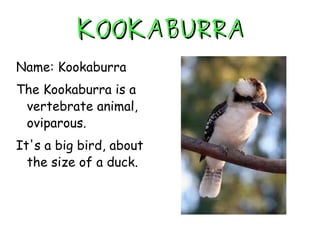 KOOKABURRA Name: Kookaburra The Kookaburra is a vertebrate animal, oviparous. It's a big bird, about the size of a duck. 