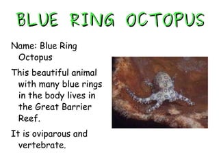 BLUE RING OCTOPUS Name: Blue Ring Octopus This beautiful animal with many blue rings in the body lives in the Great Barrier Reef. It is oviparous and vertebrate. 