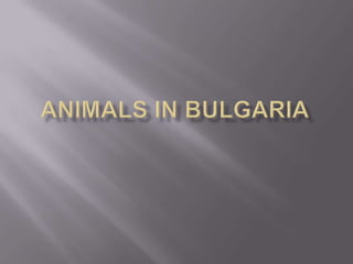 Animals in bulgaria 