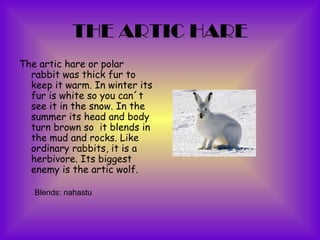 THE ARTIC HARE
The artic hare or polar
  rabbit was thick fur to
  keep it warm. In winter its
  fur is white so you can´t
  see it in the snow. In the
  summer its head and body
  turn brown so it blends in
  the mud and rocks. Like
  ordinary rabbits, it is a
  herbivore. Its biggest
  enemy is the artic wolf.

   Blends: nahastu
 