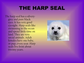 THE HARP SEAL
The harp seal has a silvery-
  grey and pure black
  eyes. It has very good
  eyesight. Harp seals like
  swimming in the ocean
  and spend little time on
  land. They are very
  social animals. Adult
  females have one baby,
  or pup, every year. Harp
  seals live from about
  twenty years.
 