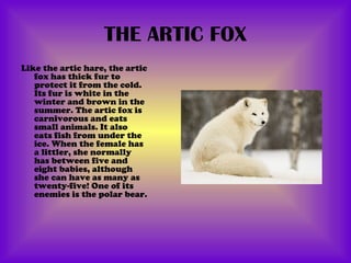 THE ARTIC FOX
Like the artic hare, the artic
   fox has thick fur to
   protect it from the cold.
   Its fur is white in the
   winter and brown in the
   summer. The artic fox is
   carnivorous and eats
   small animals. It also
   eats fish from under the
   ice. When the female has
   a littler, she normally
   has between five and
   eight babies, although
   she can have as many as
   twenty-five! One of its
   enemies is the polar bear.
 