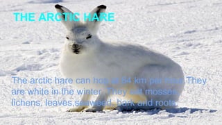 THE ARCTIC HARE
The arctic hare can hop at 64 km per hour.They
are white in the winter. They eat mosses,
lichens, leaves,seaweed, bark and roots.
 