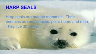 HARP SEALS
Harp seals are marine mammals. Their
enemies are arctic foxes, polar bears and men.
They live 30 years.
 