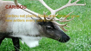 CARIBOU
Caribou eat plants. Males and females grow
new antlers every years.
 