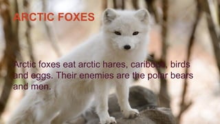 ARCTIC FOXES
Arctic foxes eat arctic hares, caribous, birds
and eggs. Their enemies are the polar bears
and men.
 