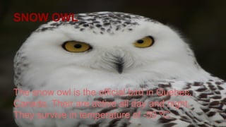 SNOW OWL
The snow owl is the official bird in Quebec,
Canada. Their are active all day and night.
They survive in temperature of -50 ºC.
 