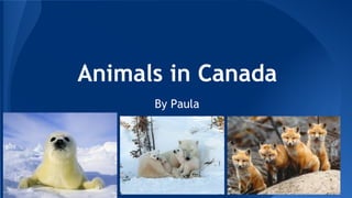 Animals in Canada
By Paula
 