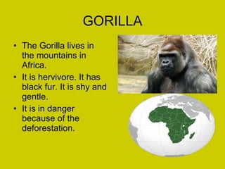 GORILLA The Gorilla lives in the mountains in Africa. It is hervivore. It has black fur. It is shy and gentle. It is in danger because of the deforestation. 