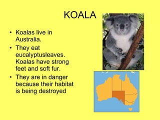 KOALA Koalas live in Australia.  They eat eucalyptusleaves. Koalas have strong feet and soft fur. They are in danger because their habitat is being destroyed 