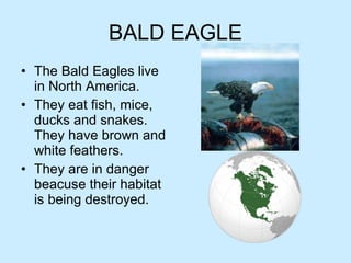 BALD EAGLE The Bald Eagles live in North America. They eat fish, mice, ducks and snakes. They have brown and white feathers. They are in danger beacuse their habitat is being destroyed. 