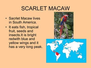 SCARLET MACAW Sacrlet Macaw lives in South America. It eats fish, tropical fruit, seeds and insects.It is bright redwith blue and yellow wings and it has a very long peak. 