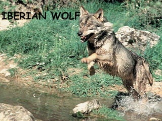 IBERIAN WOLF 