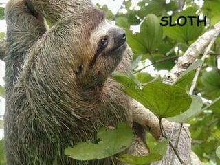 SLOTH 