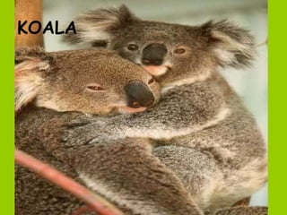 KOALA 