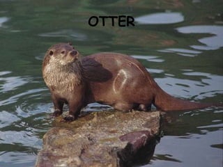 OTTER 