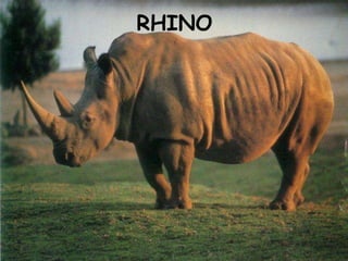 RHINO 