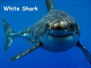 White Shark 