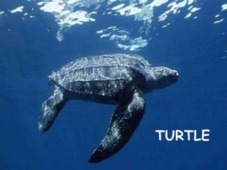 TURTLE 